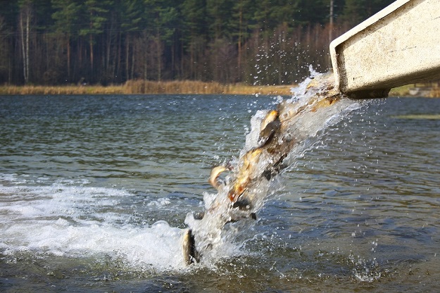 В водохранилище под Харьковом выпустили тысячи толстолобиков