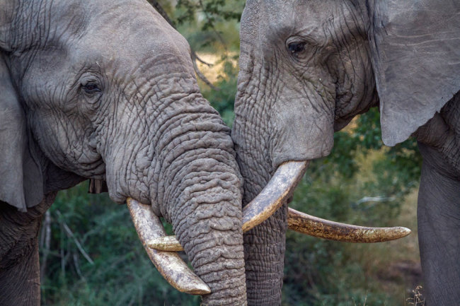Харьковский зоопарк ждет новых слонов