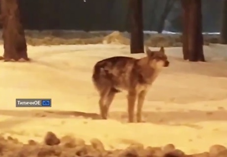 Волк на улице Харькова? Огромный зверь переполошил горожан (видео)