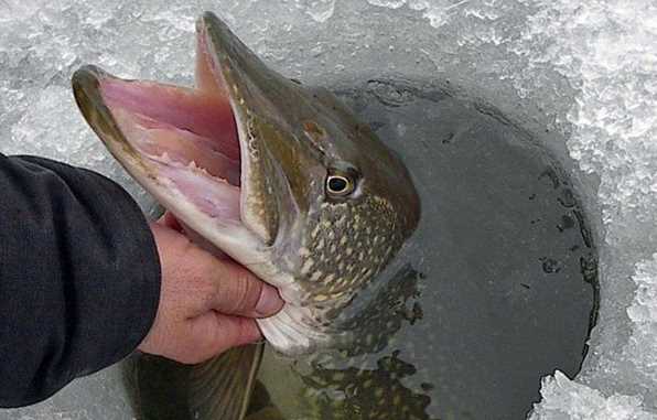 Харьковский рыбоохранный патруль призвал сообщать об удушье рыбы