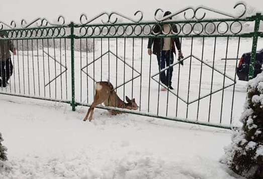 Под Харьковом косуля застряла в заборе