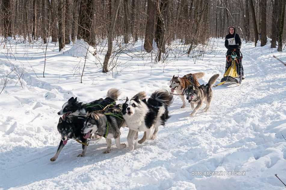 В Пятихатках состоялись соревнования ездовых собак (фото)