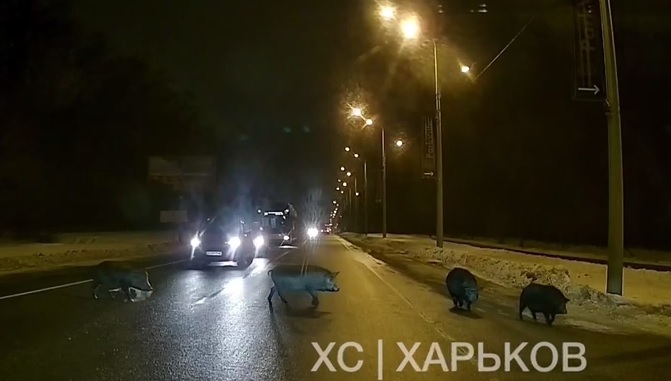В Харькове кабаны заблокировали движение по оживленному шоссе (видео)