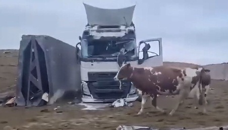Под Харьковом разрушена ферма известного молочного комбината, десятки коров погибли