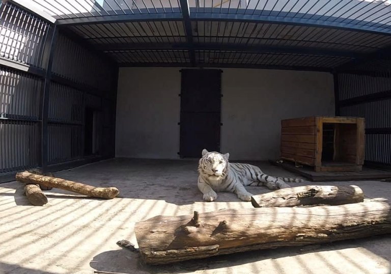 Харьковский зоопарк принял хищников из Экопарка