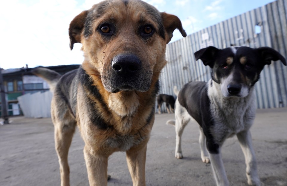 В некоторых оккупированных селах под Харьковом люди вынуждены есть собак