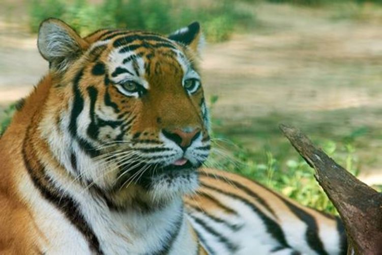 В Экопарке остался пожилой тигр, вывезти хищника невозможно
