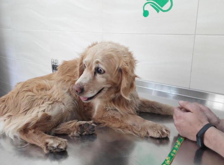 В Харькове пропавшую собаку нашли благодаря репостам в соцсетях