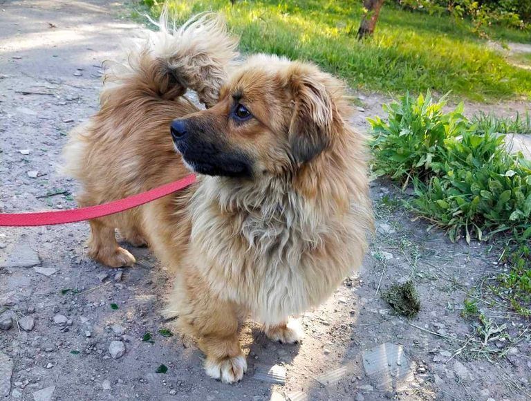 В Русской Лозовой спасли собаку