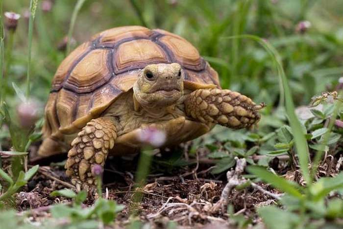 В Экопарке под обстрелами погибла крупная черепаха, остальных удалось спасти