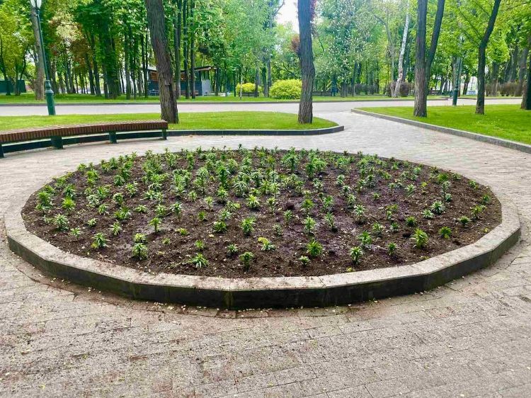 В центре Харькова высадили лилии, присланные в подарок из Днепра