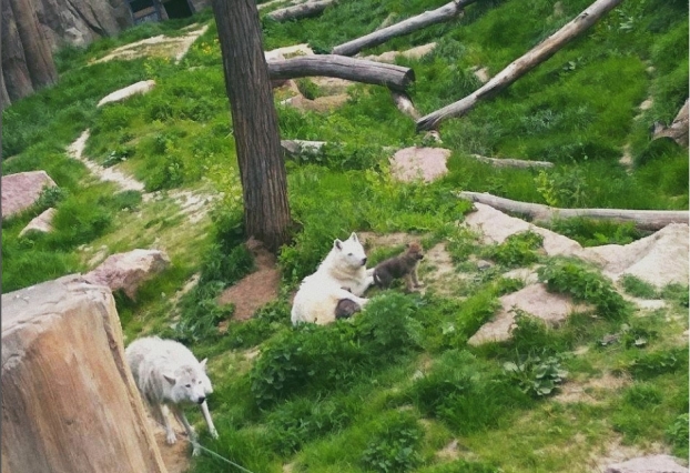В Харьковском зоопарке родились полярные волки (фото)