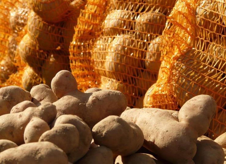 Жители громады под Харьковом получили 10 тонн посевного картофеля