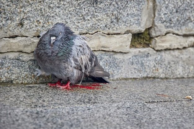 В Харькове спасли голубей, попавших под обстрел