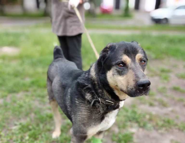 В Русских Тишках военные спасли раненую собаку