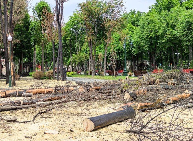 В парке Горького после обстрелов и пожаров пришлось спилить деревья (фото)
