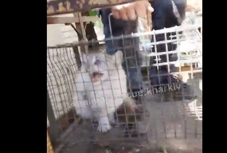 В Харькове пригнали автовышку, чтобы спасти кошку с высоты (видео)