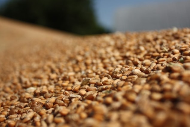 С оккупированных территорий Харьковской области в РФ грузовиками вывозят зерно