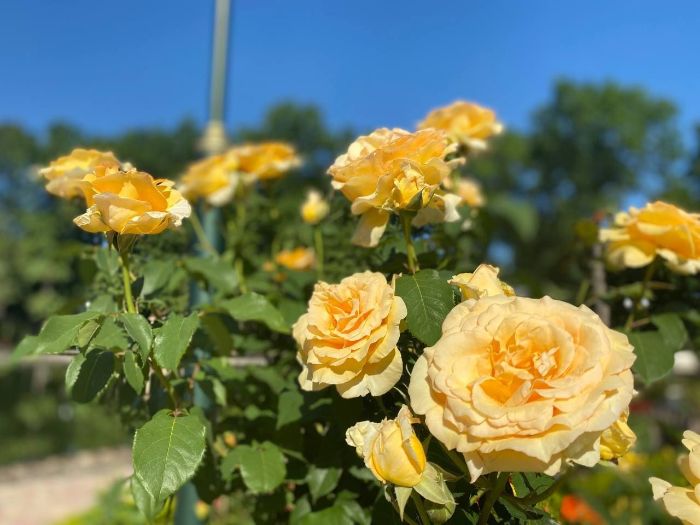 В парке Горького зацвели розы: фото