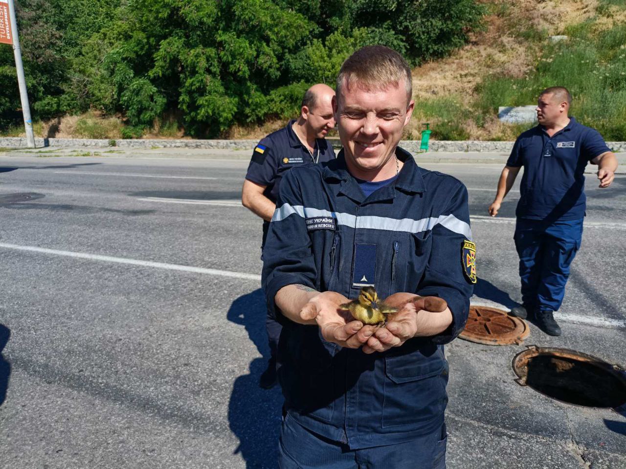 В Харькове из канализации спасли утят