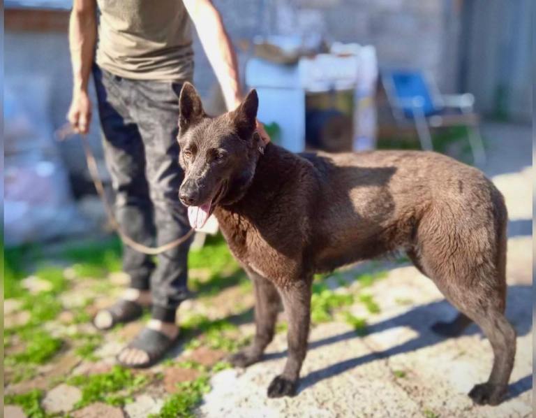 Из зоны боевых действий в Харьковской области спасли собаку