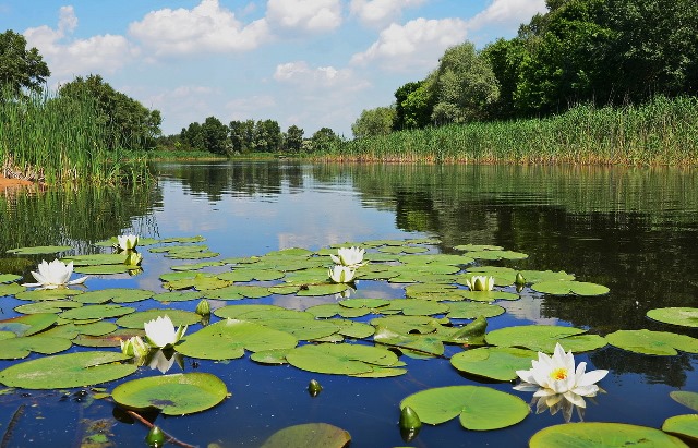 Еще в одном районе Харьковской области запретили купаться