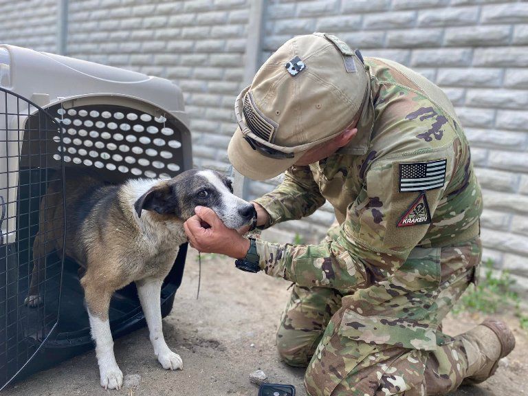 Американские волонтеры спасли из горячих точек Харьковской области собак