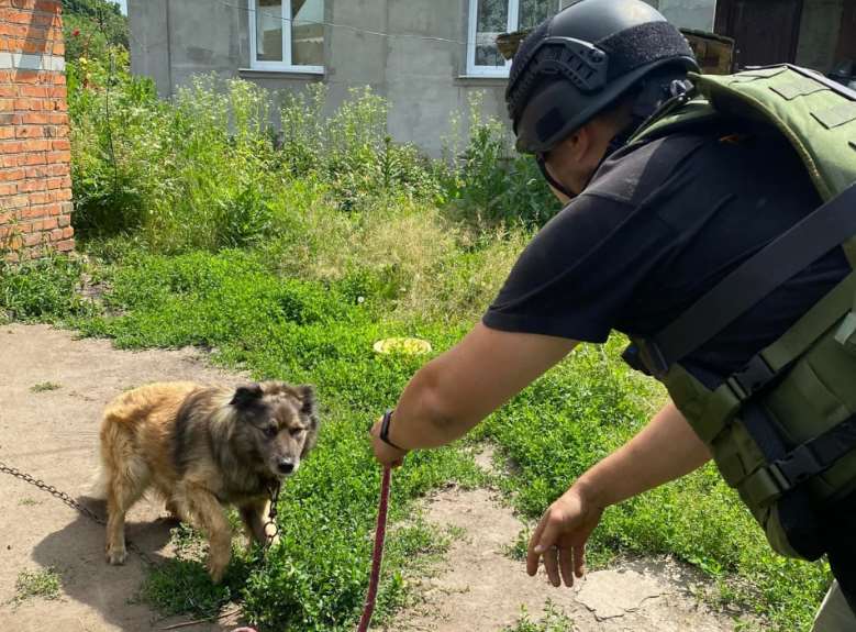 Под Харьковом из-под обстрелов вывезли собак и кошек