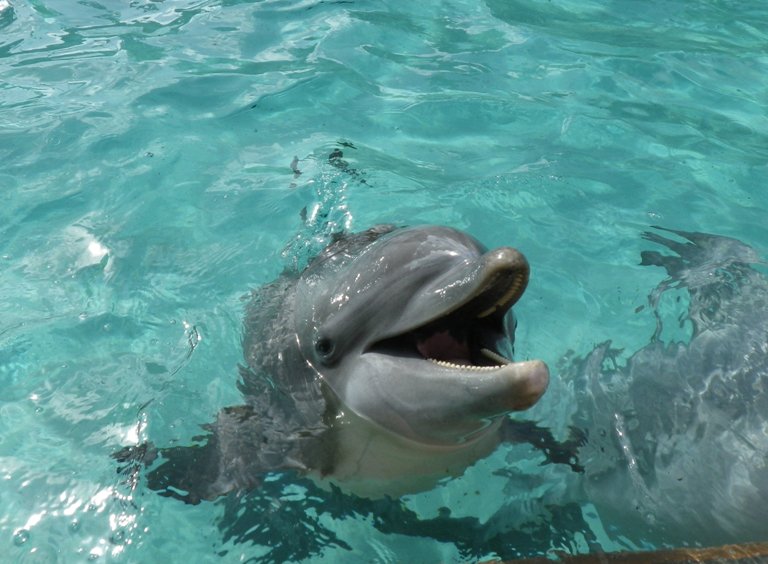В Харькове выбрали имя для рожденного под обстрелами дельфиненка