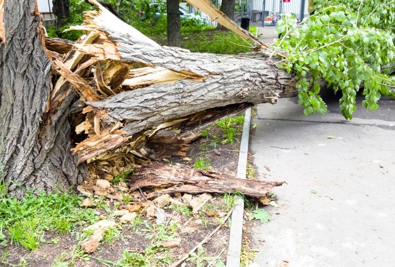 В Харькове стихия повалила деревья, они перекрыли дороги (список улиц)