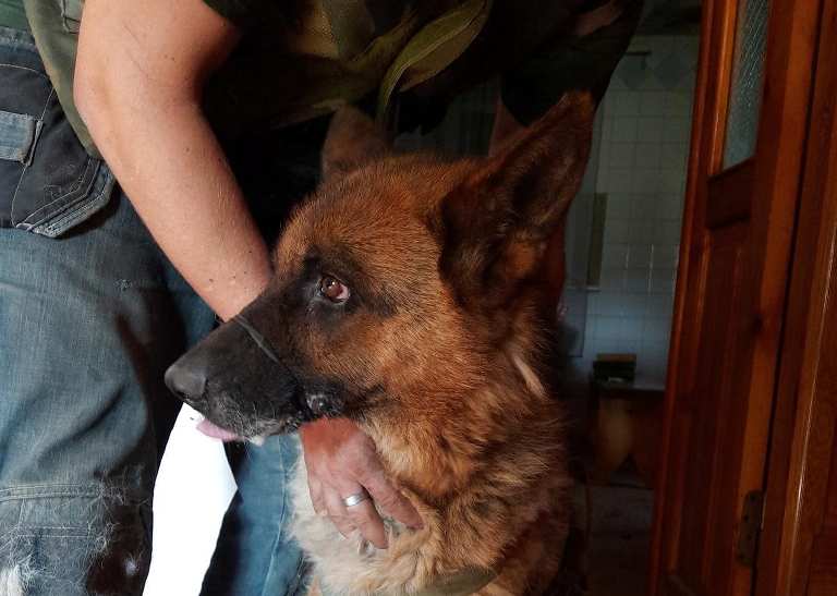 Из "горячей точки" в пригороде Харькова военные спасли собаку