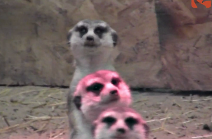 У Харківському зоопарку народилися дитинчата сурикатів (відео)