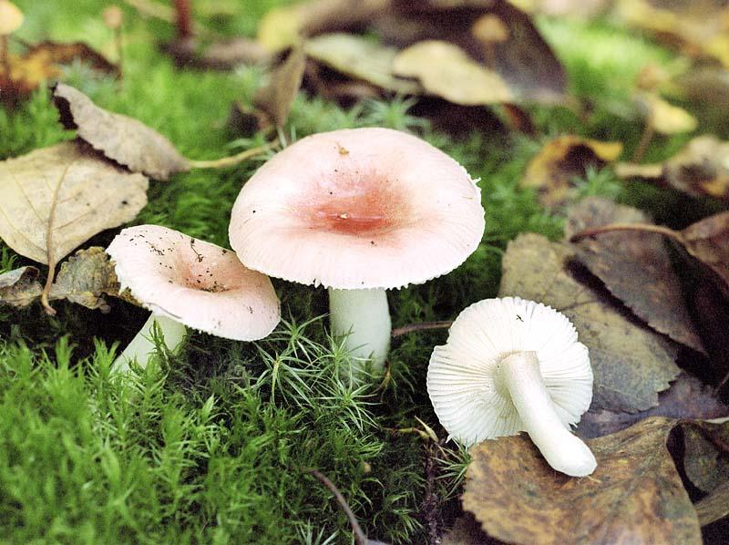 У Харківській області – випадок отруєння грибами