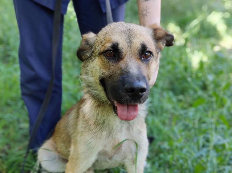 Із зони бойових дій на Харківщині врятували пораненого собаку