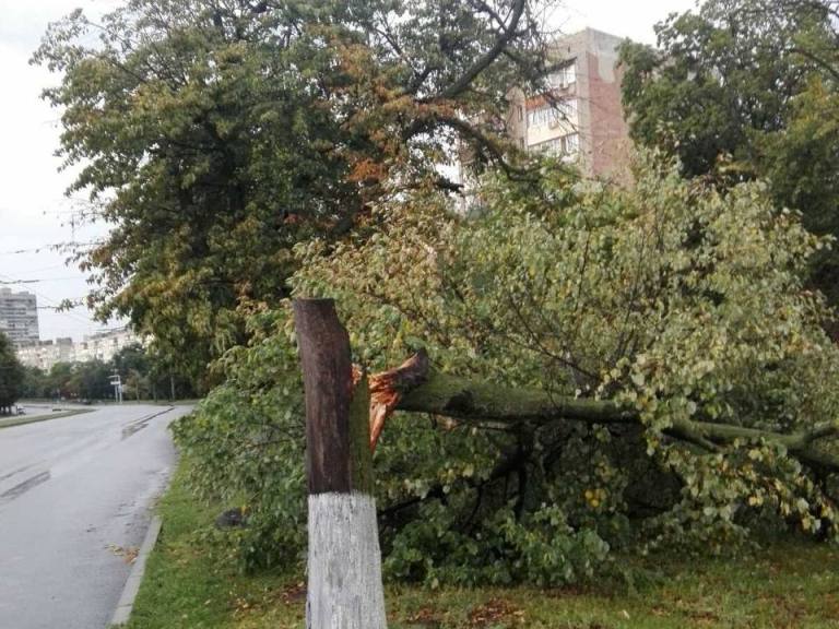 В Харькове стихия ломала деревья (фото)