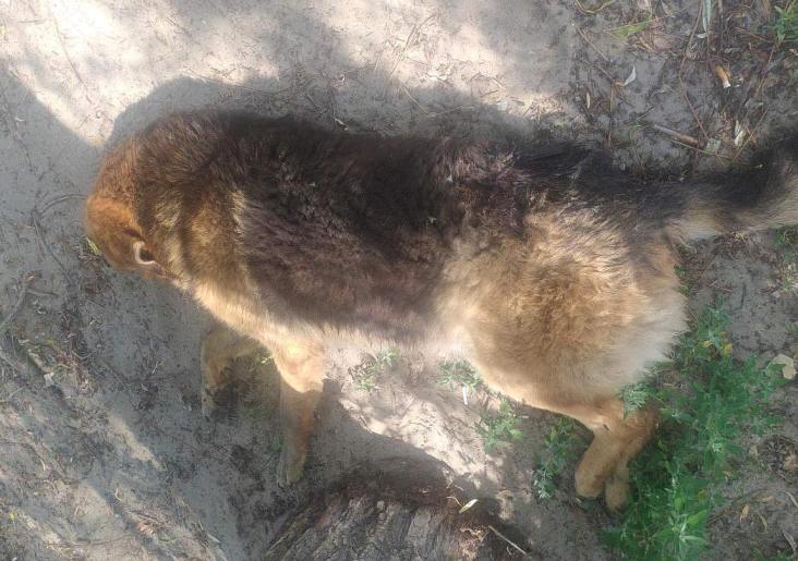 З річки у Харкові врятували собаку