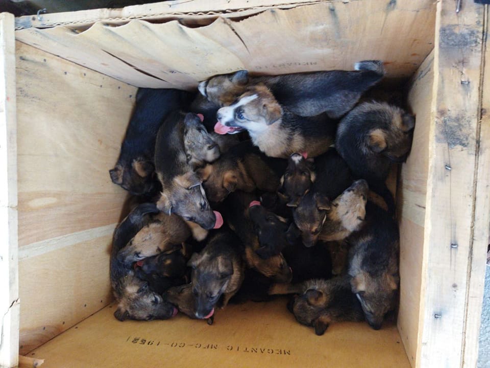 В Харьковской области из-под обстрела военные спасли щенков