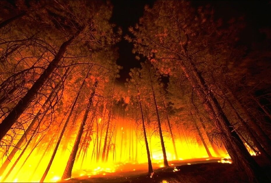 Изюмского леса больше нет, он уничтожен огнем - ГСЧС