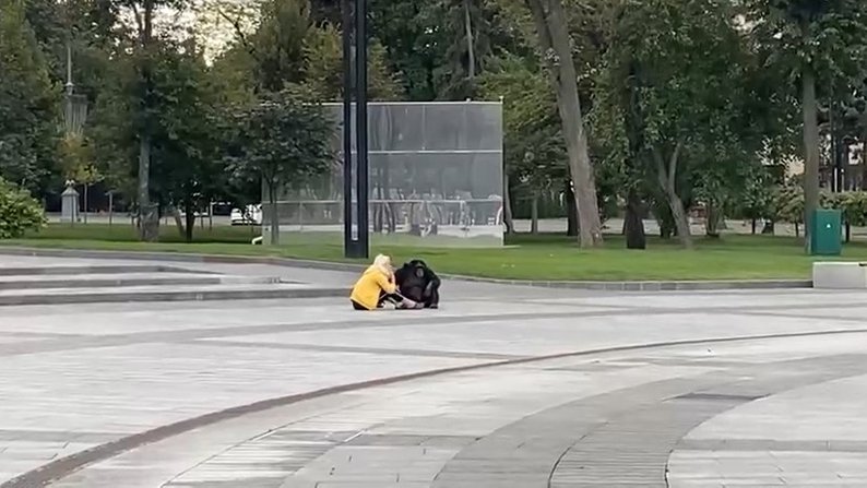 По центру Харькова гуляла огромная обезьяна, которая сбежала из зоопарка (видео)