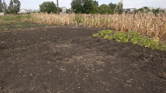 Житель Харьковской области откопал на своем огороде тела пятерых российских солдат (видео)