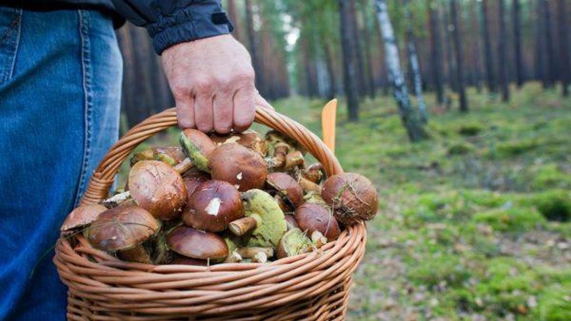 В Харьковской области грибники подорвались на минах