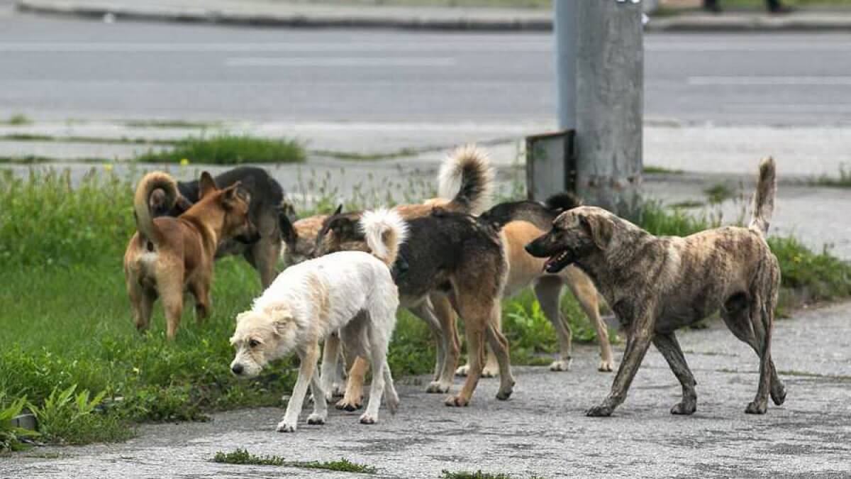 В Харьковской области трупы российских военных едят собаки