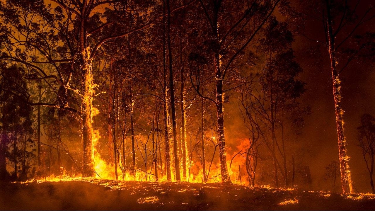 На месте леса в Изюмском районе осталось пепелище