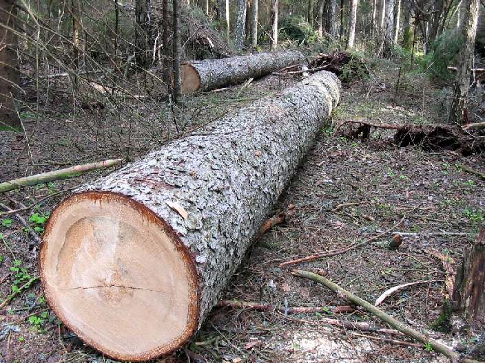 Полтавчане вырубали лес в Харьковской области