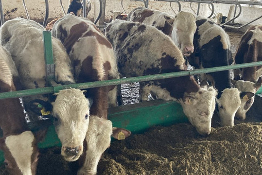 Под Харьковом россияне уничтожили крупную молочную ферму: коров перерезали и заморили голодом