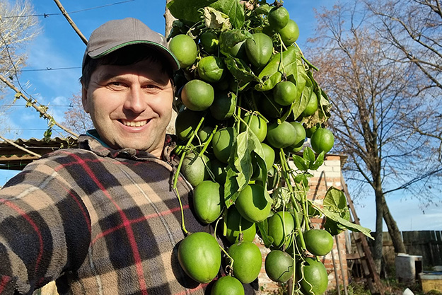 У Харківській області виросли екзотичні фрукти