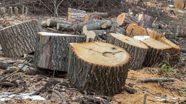 Харьковской области не хватает дров. Лесничества предлагают масштабные вырубки деревьев