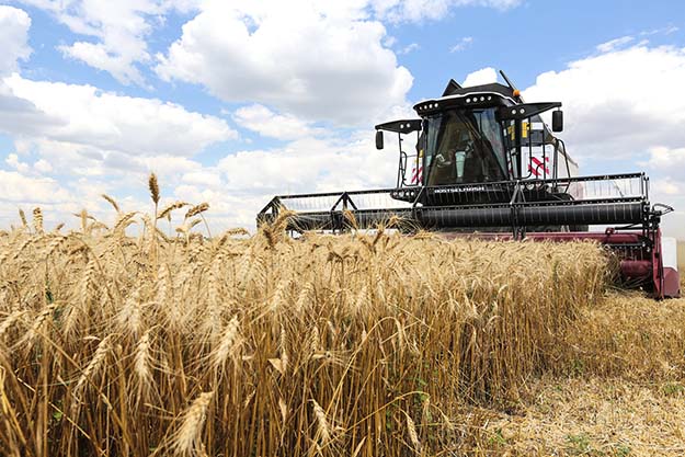 Харьковская пшеница отправится за рубеж