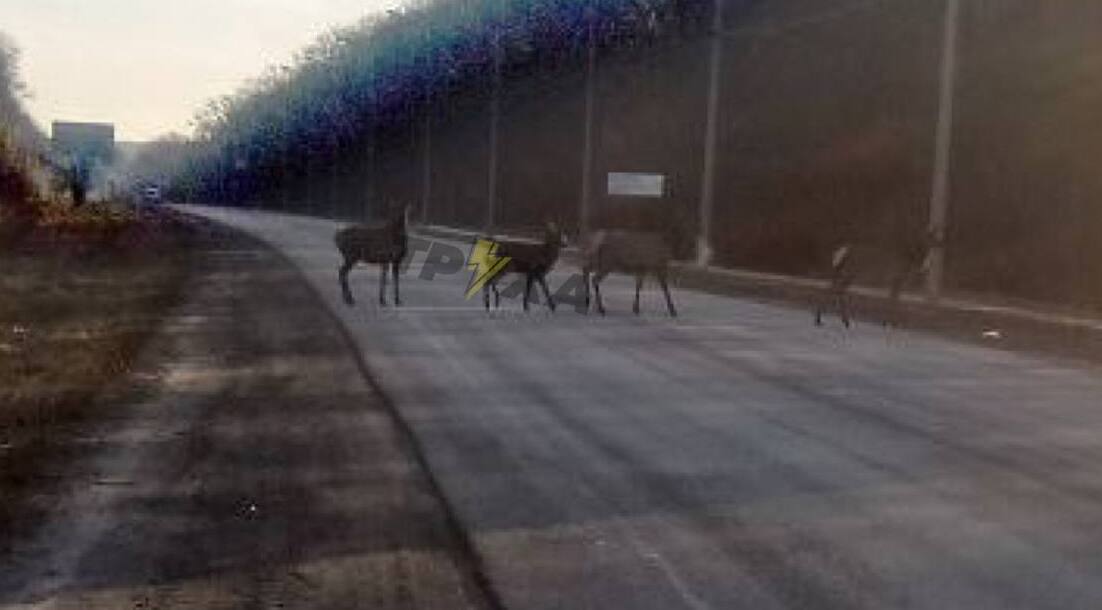 Харьковчан просят не убивать косуль, которые ходят по дорогам города