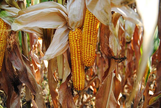 В Харьковской области на полях осталось 70% урожая кукурузы